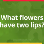 What flowers have two lips - Riddle