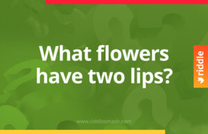 What flowers have two lips - Riddle