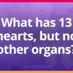 What has 13 hearts, but no other organs?