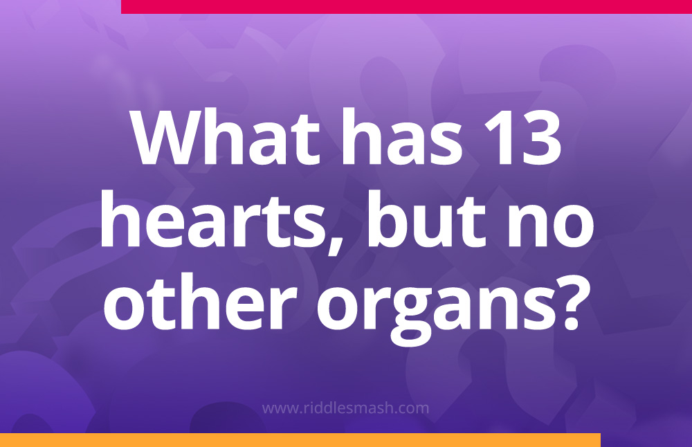 What has 13 hearts, but no other organs?