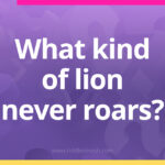 What kind of lion never roars?