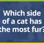 Which side of a cat has the most fur?