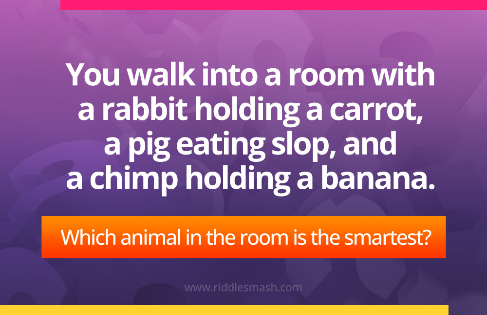 You walk into a room with a rabbit holding a carrot, a pig eating slop, and a chimp holding a banana. 
Which animal in the room is the smartest?