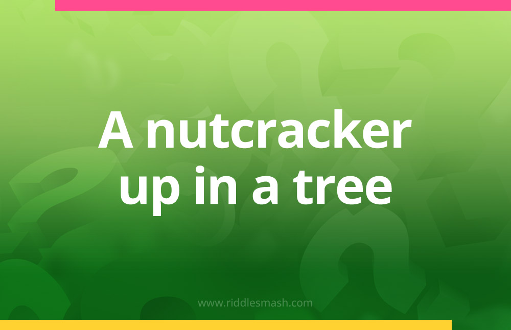 A nutcracker up in a tree.