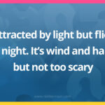 Attracted by light but flies at night. It's wind and hairy but not too scary.