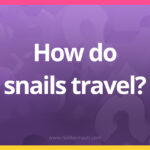 How do snails travel​?