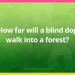 How far will a blind dog walk into a forest?