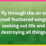 I fly through the air on small feathered wings, seeking out life and destroying all things.