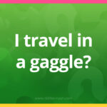 I travel in a gaggle?