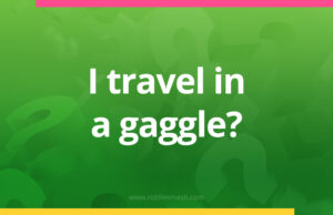 I travel in a gaggle?