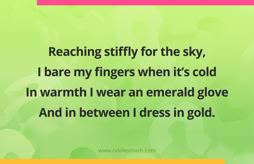 Reaching stiffly for the sky, I bare my fingers when it’s cold In warmth I wear an emerald glove And in between I dress in gold.