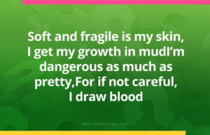 Soft and fragile is my skin, I get my growth in mud I’m dangerous as much as pretty, For if not careful, I draw blood.