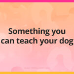 Something you can teach your dog.