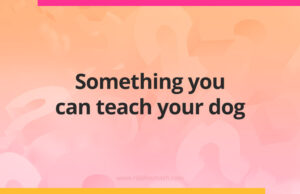 Something you can teach your dog.