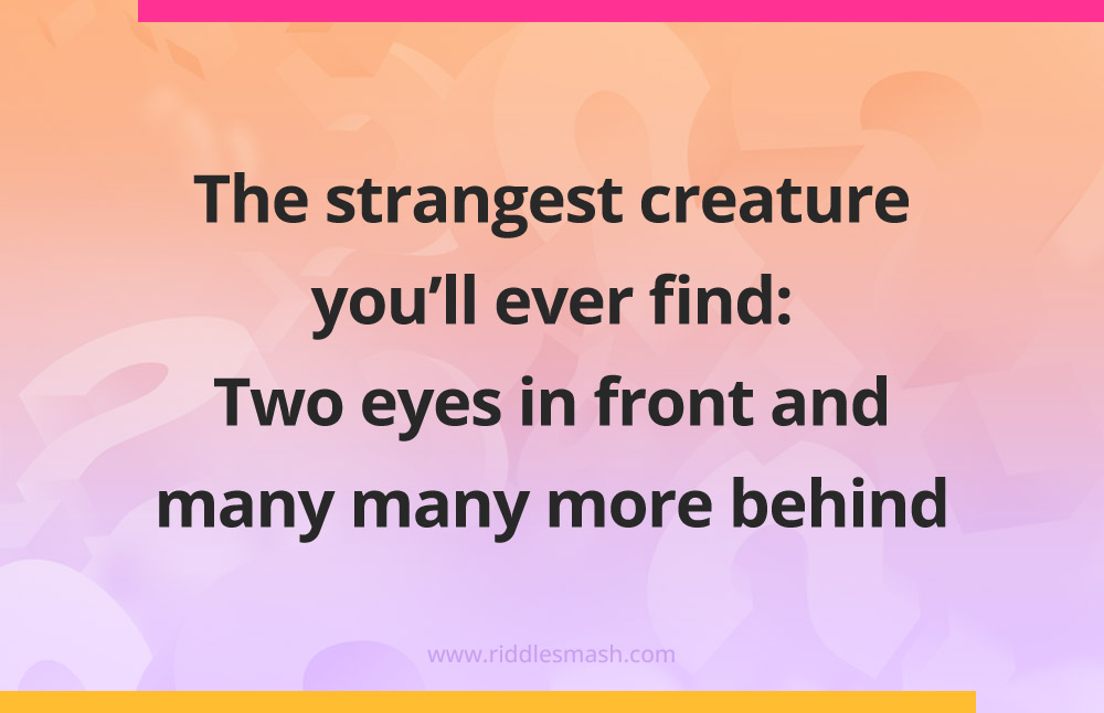 The strangest creature you'll ever find: Two eyes in front and many many more behind.