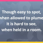 Though easy to spot, when allowed to plume, It is hard to see, when held in a room.