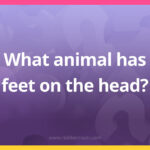 What animal has feet on the head?
