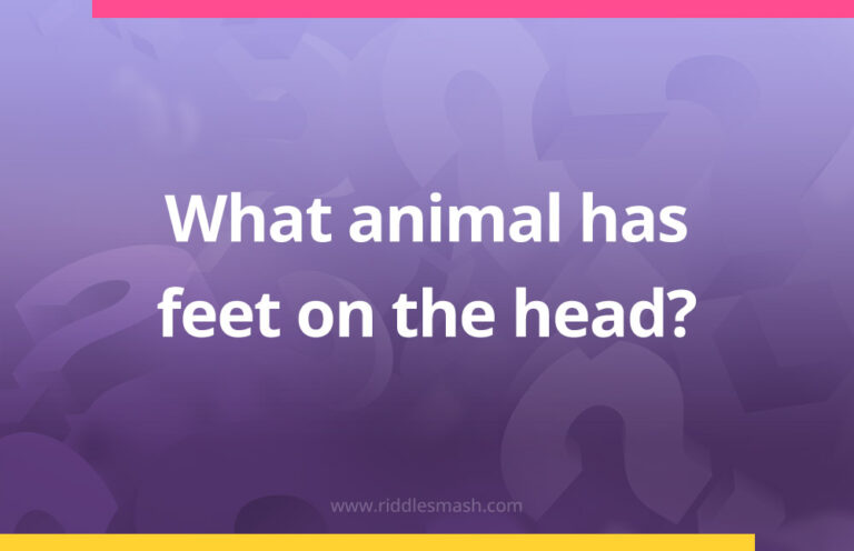 Animal Head Riddles What animal has feet on the head? - Riddlesmash