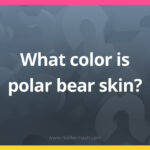 What color is polar bear skin?