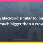 A blackbird similar to, but much bigger than a crow.