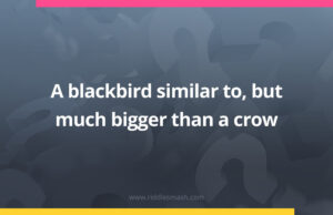 A blackbird similar to, but much bigger than a crow.