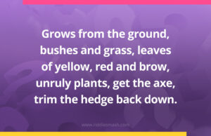 Grows from the ground, bushes and grass, leaves of yellow, red and brow, unruly plants, get the axe, trim the hedge back down.