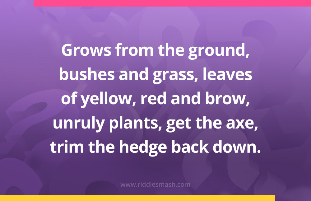 Grows from the ground, bushes and grass, leaves of yellow, red and brow, unruly plants, get the axe, trim the hedge back down.