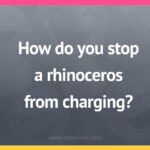 How do you stop a rhinoceros from charging?