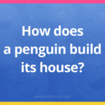 How does a penguin build its house?