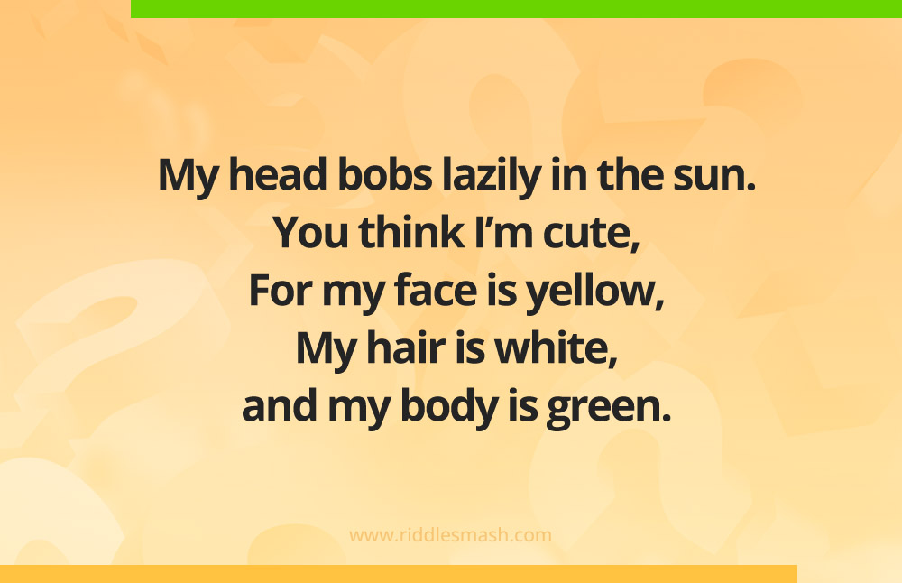 My head bobs lazily in the sun. You think I’m cute, For my face is yellow, My hair is white, and my body is green.