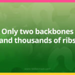 Only two backbones and thousands of ribs.