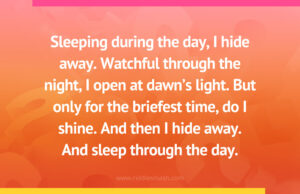 Sleeping during the day, I hide away. Watchful through the night, I open at dawn's light. But only for the briefest time, do I shine. And then I hide away. And sleep through the day.