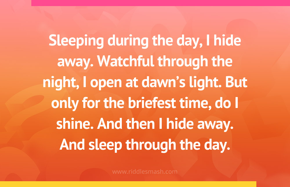 Sleeping during the day, I hide away. Watchful through the night, I open at dawn's light. But only for the briefest time, do I shine. And then I hide away. And sleep through the day.