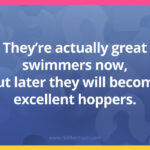 They're actually great swimmers now, but later they will become excellent hoppers.