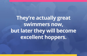 They're actually great swimmers now, but later they will become excellent hoppers.
