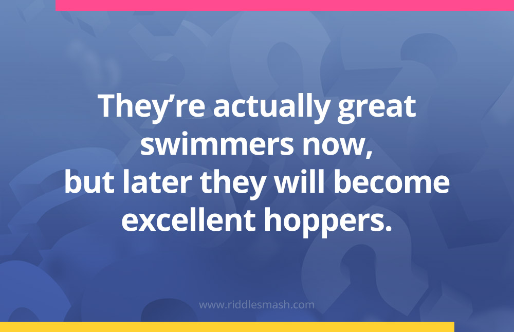 They're actually great swimmers now, but later they will become excellent hoppers.