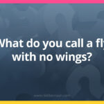What do you call a fly with no wings?