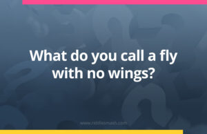 What do you call a fly with no wings?