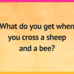What do you get when you cross a sheep and a bee?