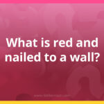 What is red and nailed to a wall?