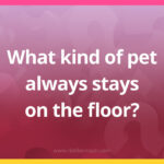 What kind of pet always stays on the floor?
