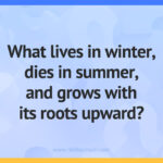 What lives in winter, dies in summer, and grows with its roots upward?