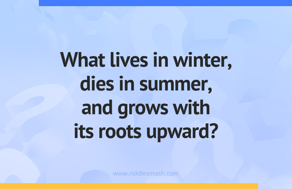 What lives in winter, dies in summer, and grows with its roots upward?