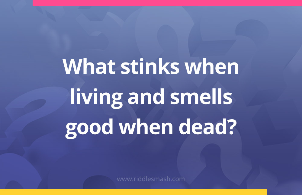 What stinks when living and smells good when dead?