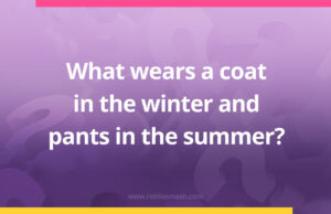 What wears a coat in the winter and pants in the summer?