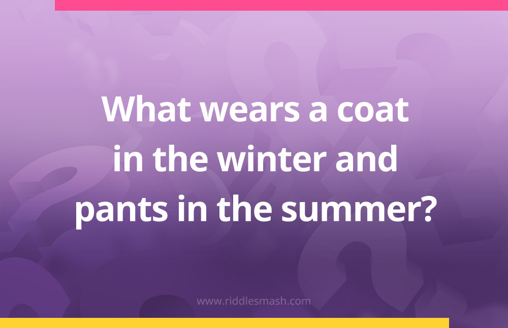 What wears a coat in the winter and pants in the summer?