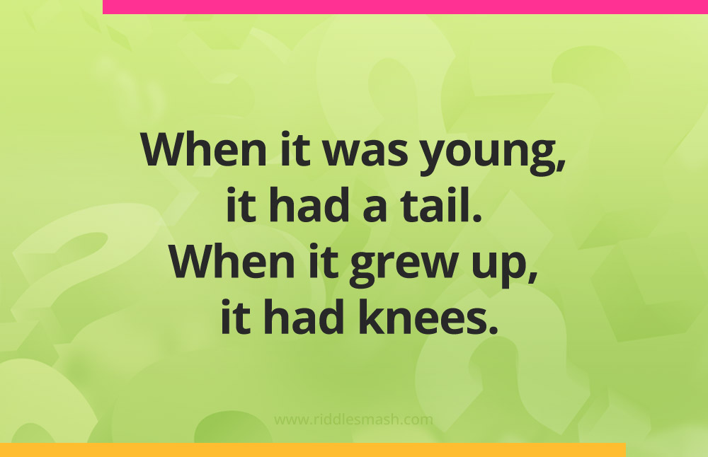 When it was young, it had a tail. When it grew up, it had knees.