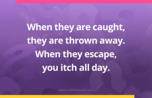 When they are caught, they are thrown away. When they escape, you itch all day.