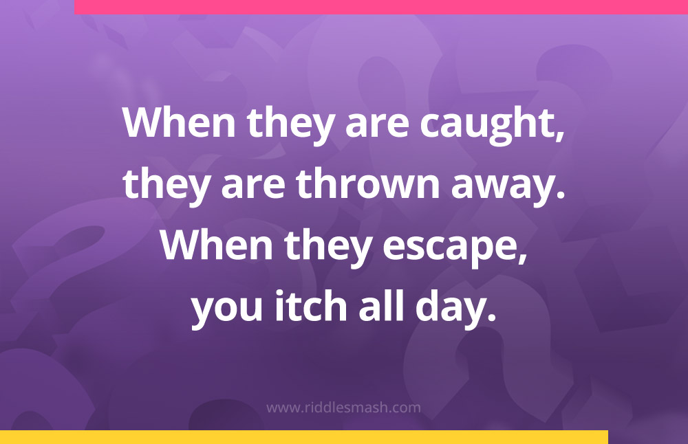 When they are caught, they are thrown away. When they escape, you itch all day.