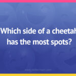 Which side of a cheetah has the most spots?